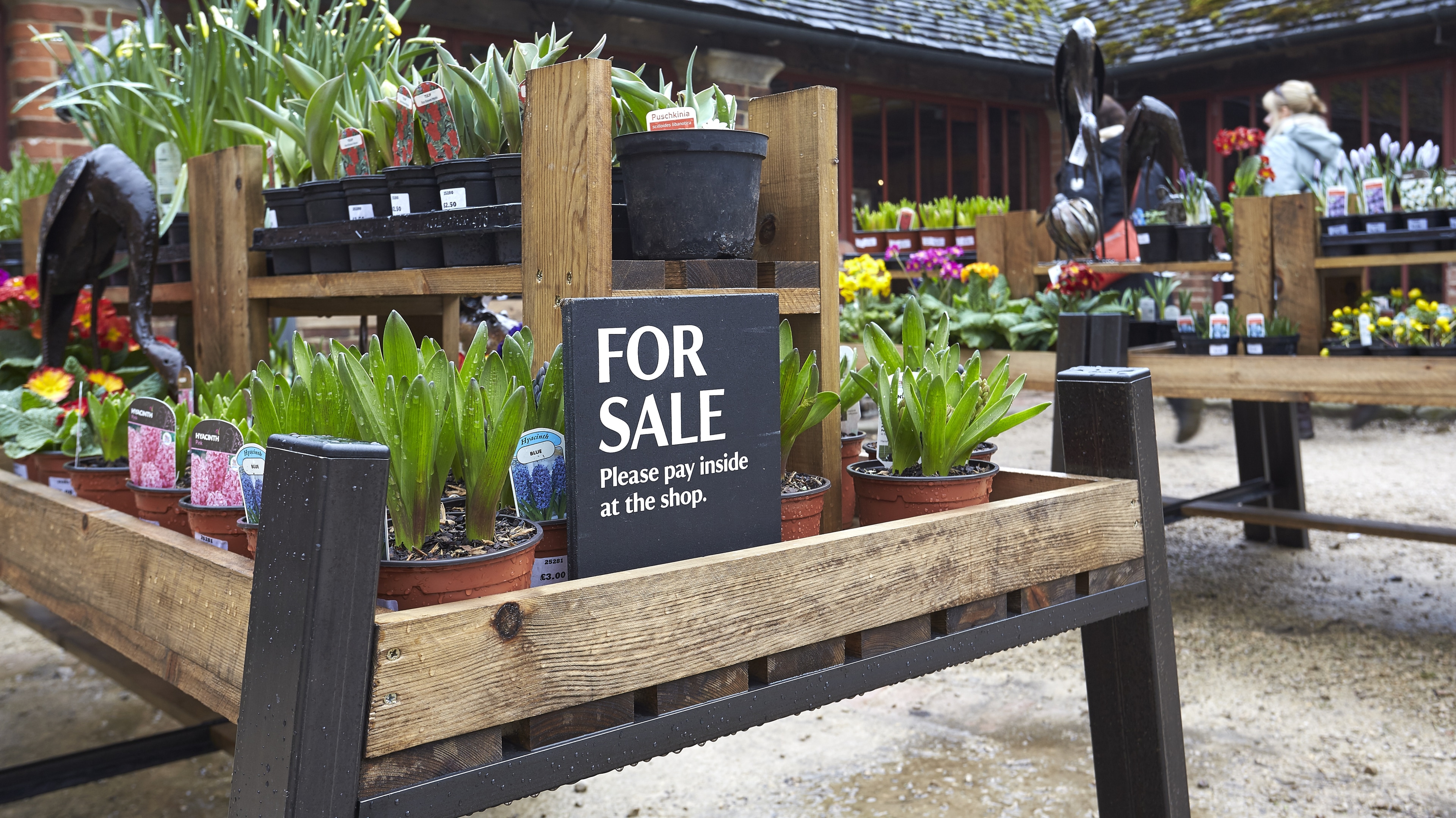 National Trust Calke Abbey Plants For Sale