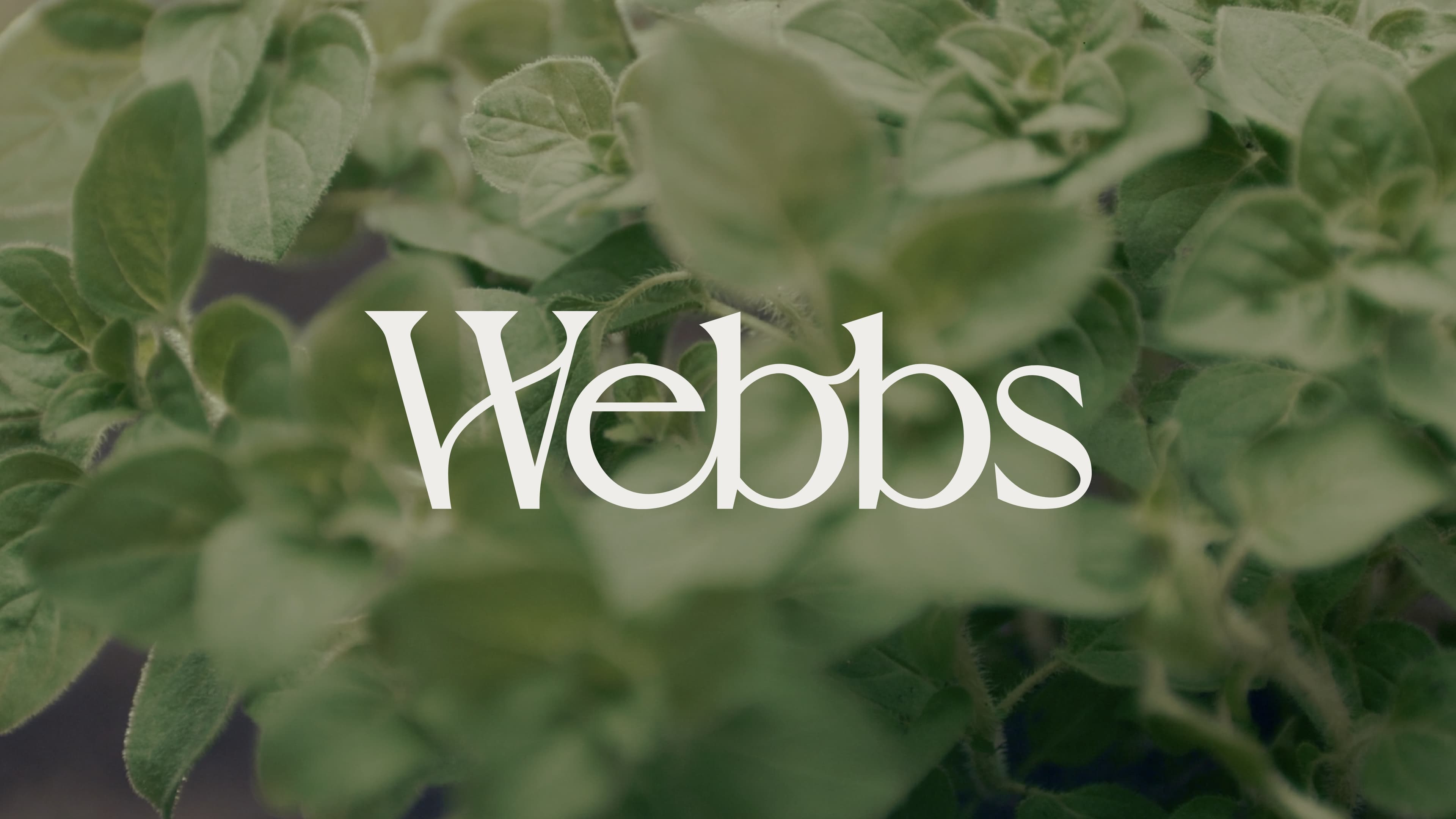 Webbs Rebrand - Thumbnail