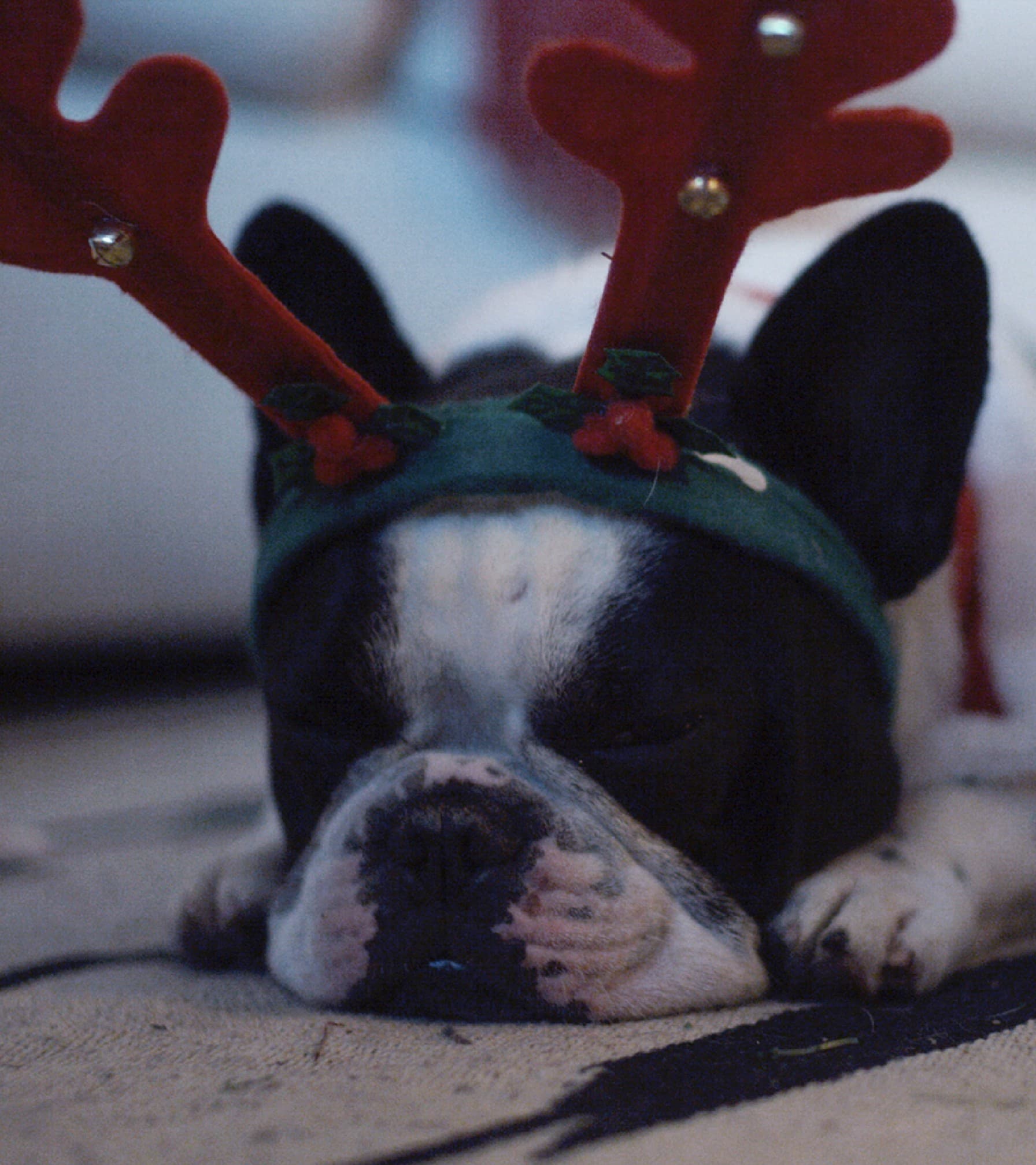 Toshiba Xmas image 1